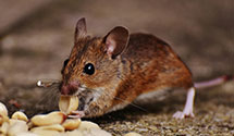 24 Hour & Emergency Exterminators in Lewistwn, PA